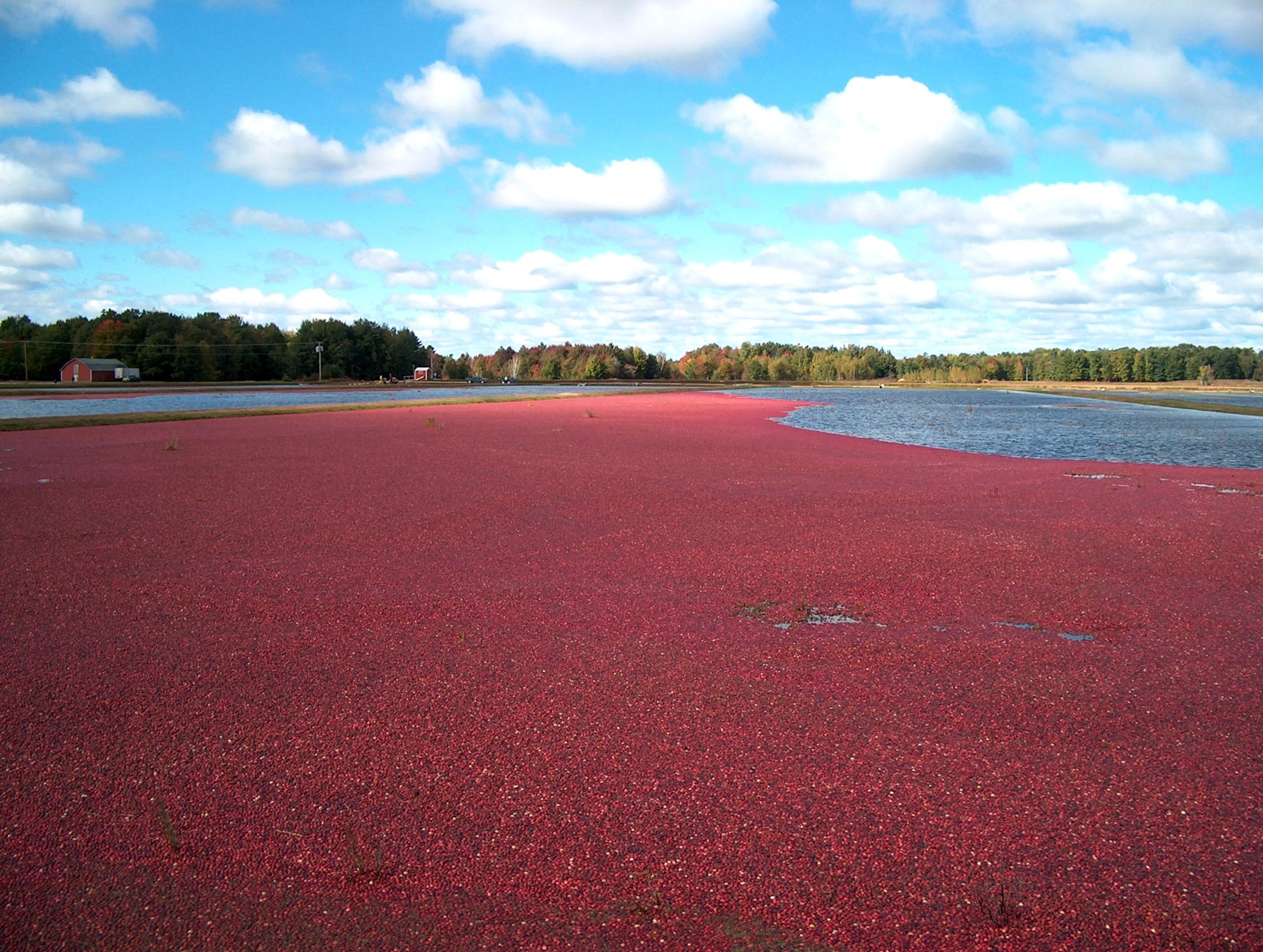 Glacial Lake Cranberries Cranberries, Farm, Tours